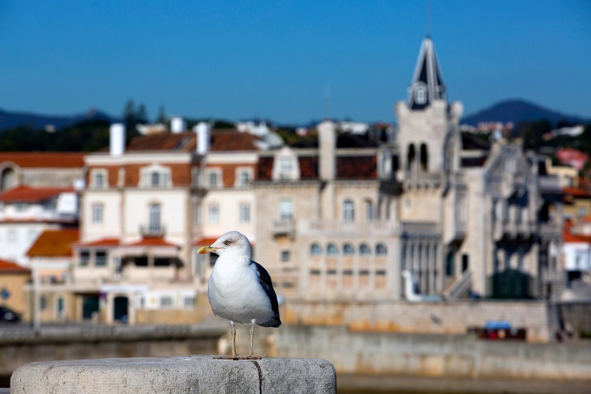 seagull, bird, town, nature, helmet, portugal, cascais
